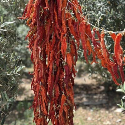 Doğal Kurutulmuş Az Acı Sivri Biber – Hafif Acı ve Geleneksel Lezzet (~30–35 Adet)